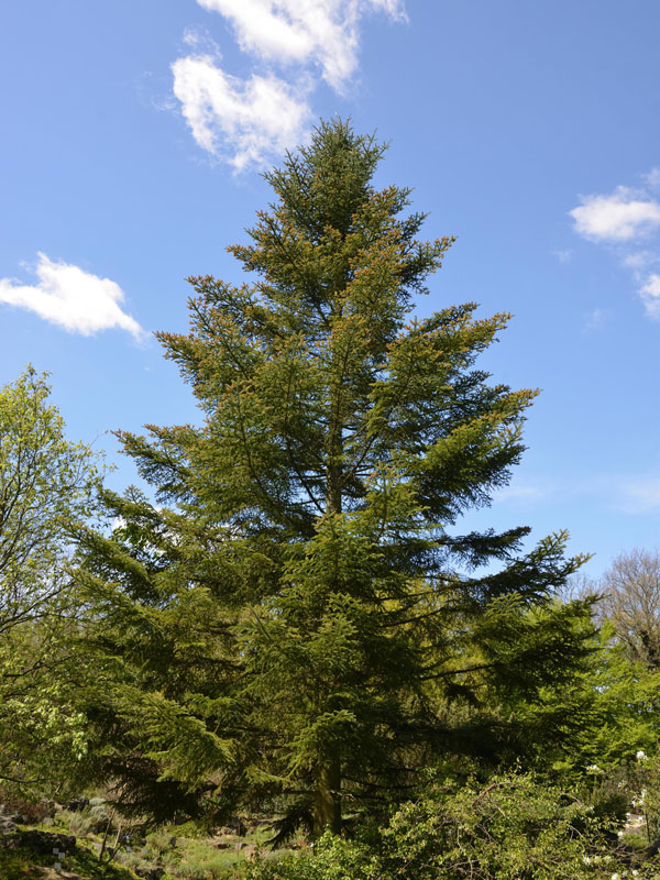weisstanne-abies-alba-2