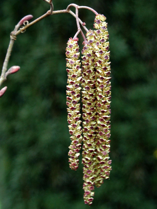 schwarzerle-alnus-glutinosa-36141f38b25211