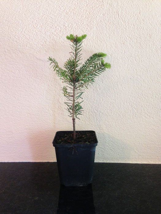 tanne-jungpflanze Türkische Tanne (Abies bornmuelleriana)