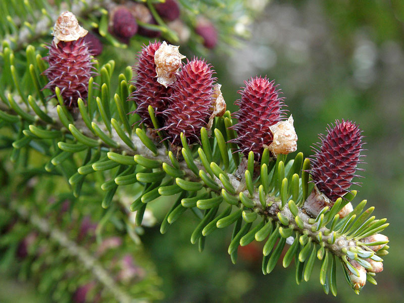 koreatanne-abies-koreana-4