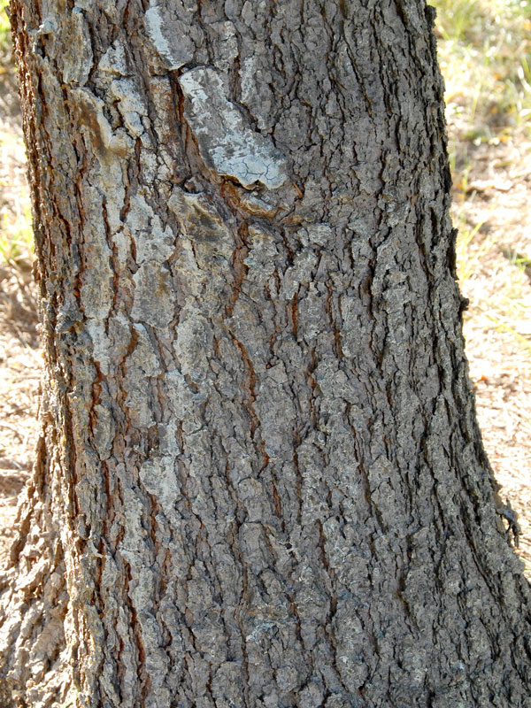 blaufichte-picea-pungens-glauca-461445f4f5b9b5
