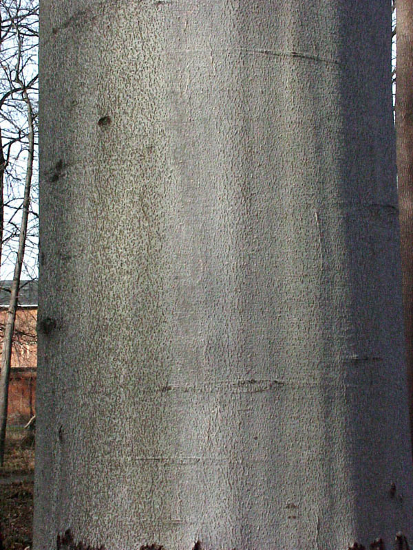 rotbuche-fagus-sylvatica-361432d19db17f