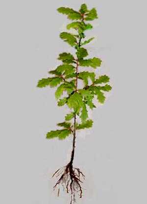 traubeneiche-quercus-petraea-4