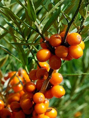 hippophae_rhamnoides_forst_ Sanddorn (Hippophae rhamnoides)