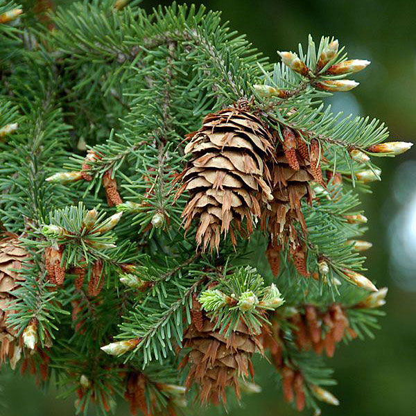 Zapfen und Nadeln der Douglasie