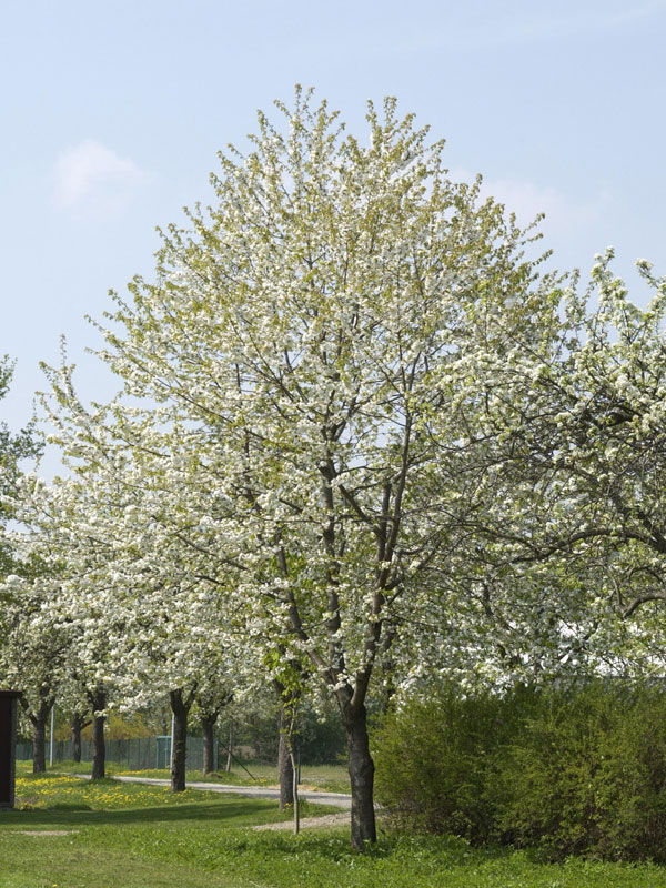wildkirsche-prunus-avium-26143415015cf6
