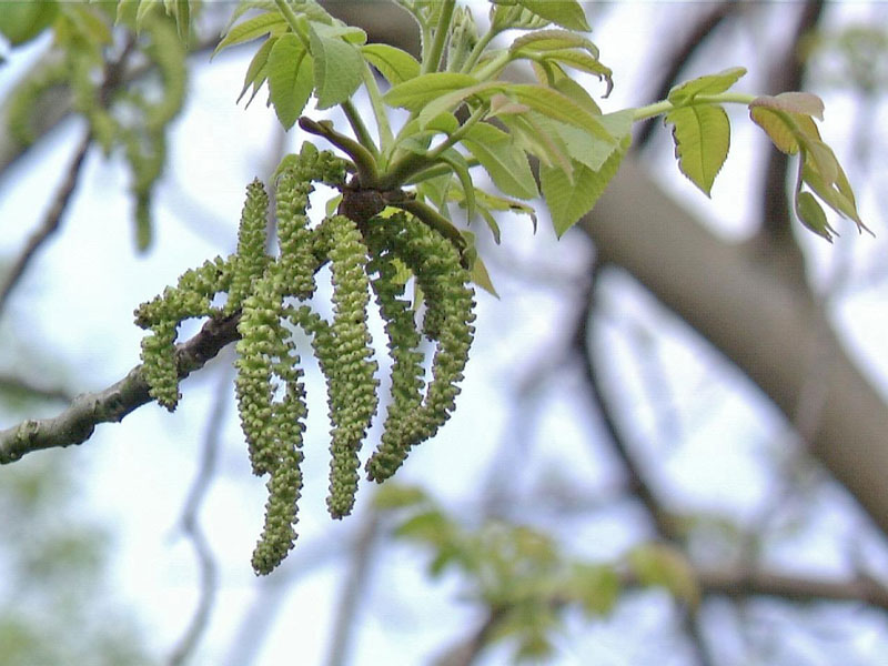 Bluete der Juglans cinerea