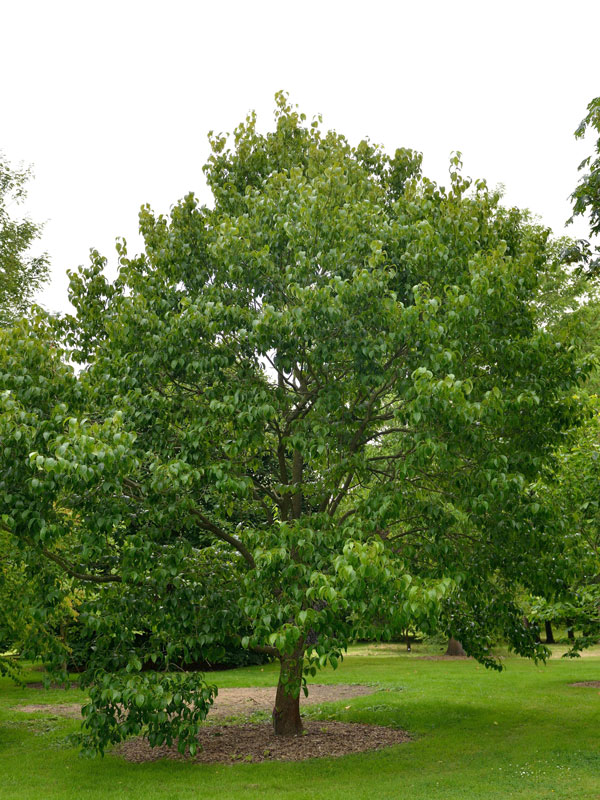 guttaperchabaum Guttaperchabaum (Eucommia ulmoides)