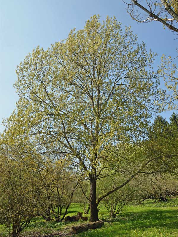 Belaubte Espe am Waldrand