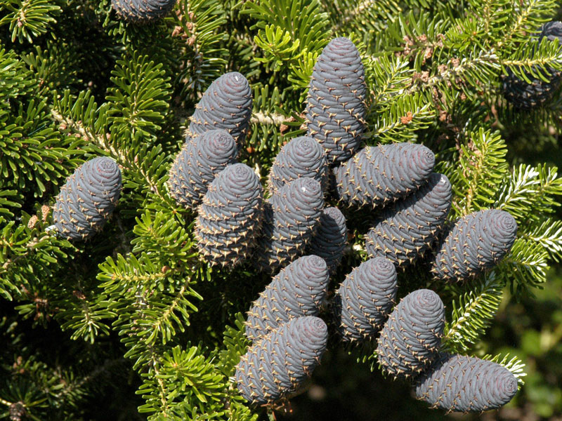 koreatanne-abies-koreana-3