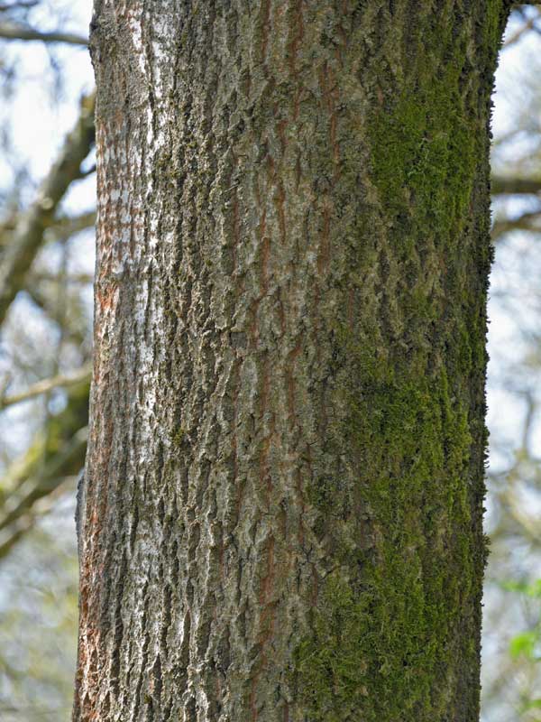 Nahaufnahme der Baumrinde der Populus tremula