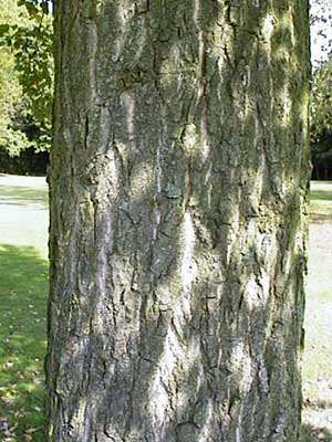 populus_robusta_forst_j2