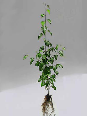 moorbirke-betula-pubescens-46142ff16c43fa