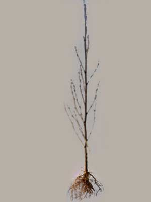 schwarzerle-alnus-glutinosa-56141f35ba2ade