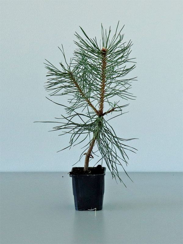 Pinus nigra calabria im Topf Pinus nigra calabria im Topf