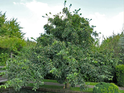 mispel-habitus-baum