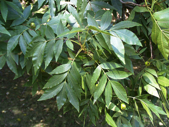 pekanuss-blatt Pekannuss (Carya illinoiensis)