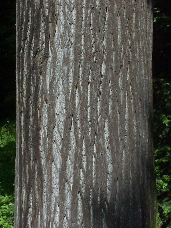 edelkastanie-castanea-sativa-3