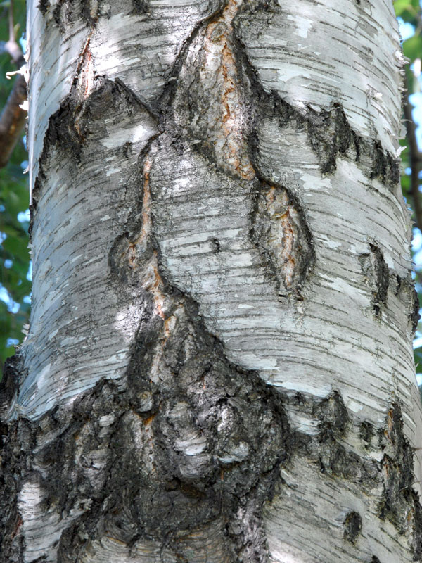 sandbirke-betula-pendula-26142f320a6330