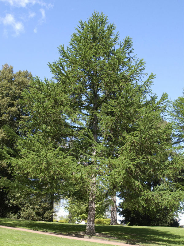 jap-laerche-larix-kaempferi-261405b13844a9
