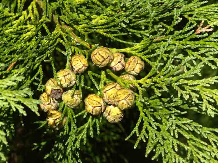 chamaecyparis-lawsoniana