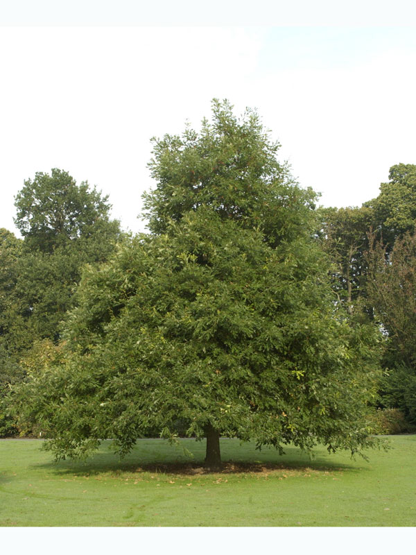 leierblaettrige-eiche Leierblättrige-Eiche (Quercus lyrata)
