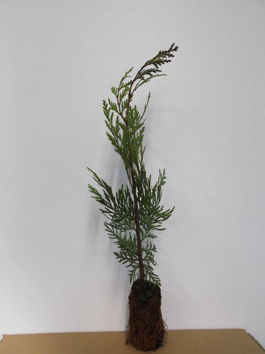 weihrauchzeder-jungpflanze Weihrauchzeder (Calocedrus decurrens)