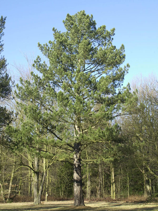 schwarzkiefer-pinus-nigra-4614098c8e5484