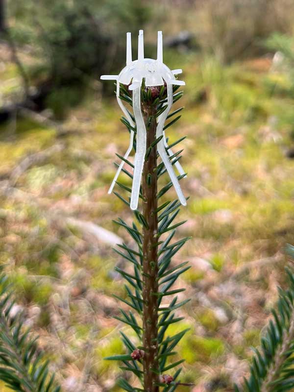 Mitwachsende Terminaltrieb-Schutzmanschette aus der Naehe