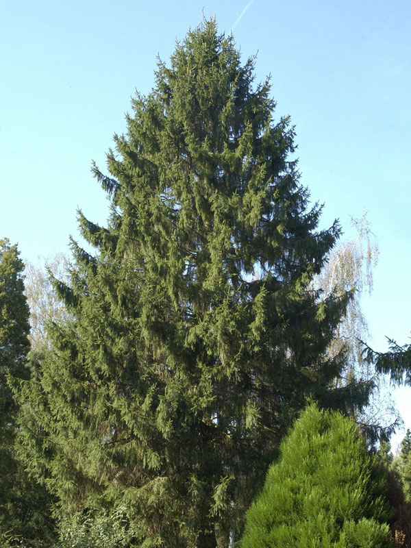 rotfichte-picea-abies-261406609190e1