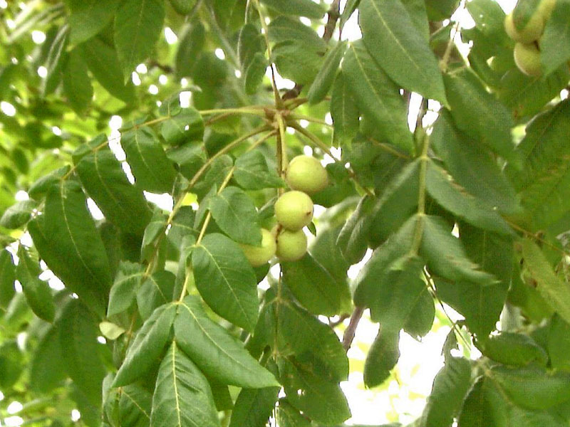 Fruechte der Juglans cinerea