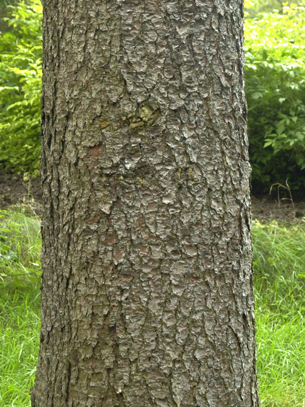 rotfichte-picea-abies-46140660b17193