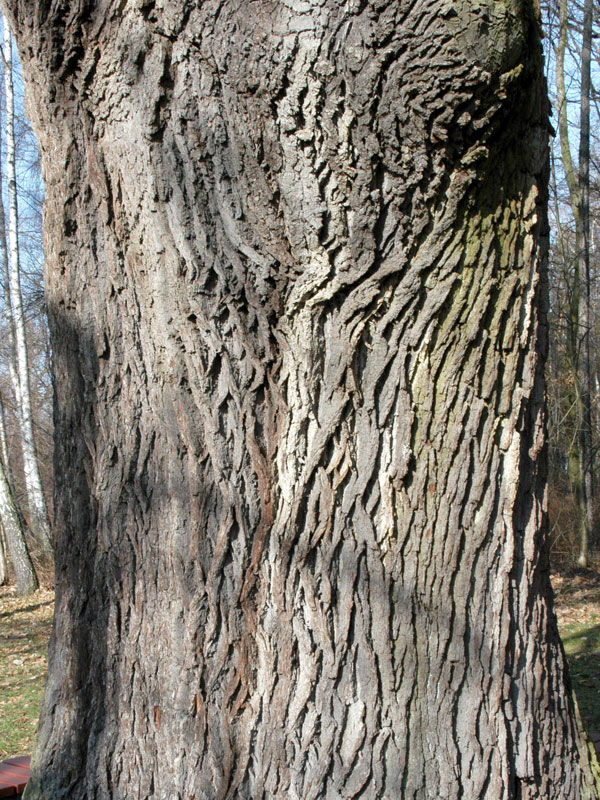 traubeneiche-quercus-petraea-361434e94b3e0f