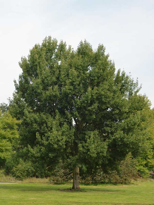 Ausgewachsene Zitterpappel auf einer Wiese