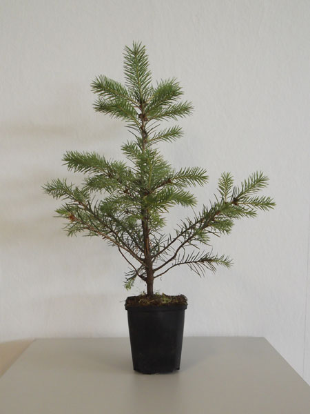 blaue_douglasie_pflanze_82297_0 Kolorado-Douglasie, Blaue Douglasie (Pseudotsuga menz. glauca)