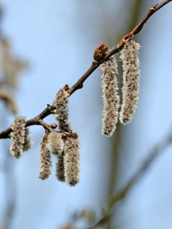 Bluetenkaetzchen der Espe im Fruehjahr aus der Naehe