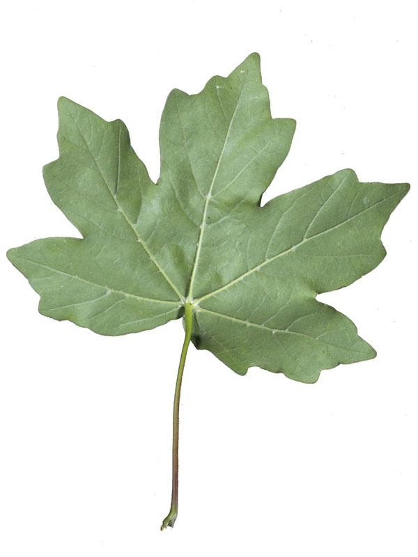 feldahorn-acer-campestre-86141b39ebaa81