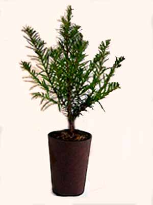 gemeine_eibe_tj5559924f1066a Gemeine Eibe (Taxus baccata)