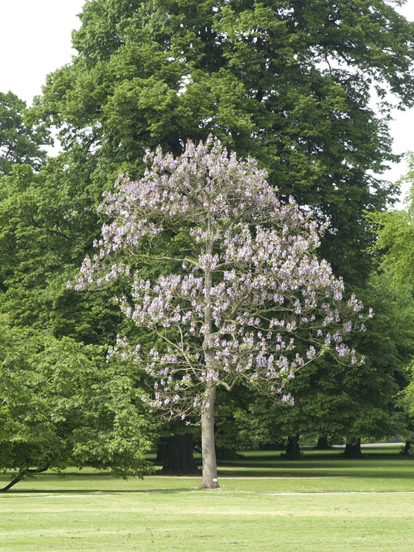 blauglockenbaum-baum