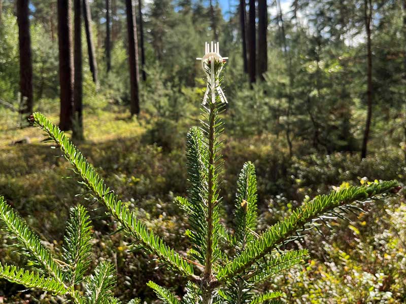 Mitwachsender Terminaltrieb-Schutzmanschette angewendet