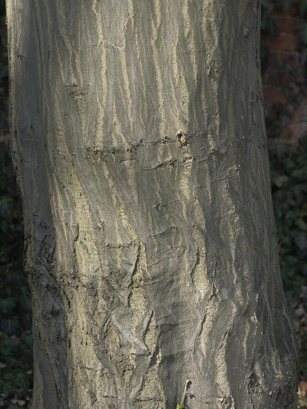 hainbuche-carpinus-betulus-36143082eb739e