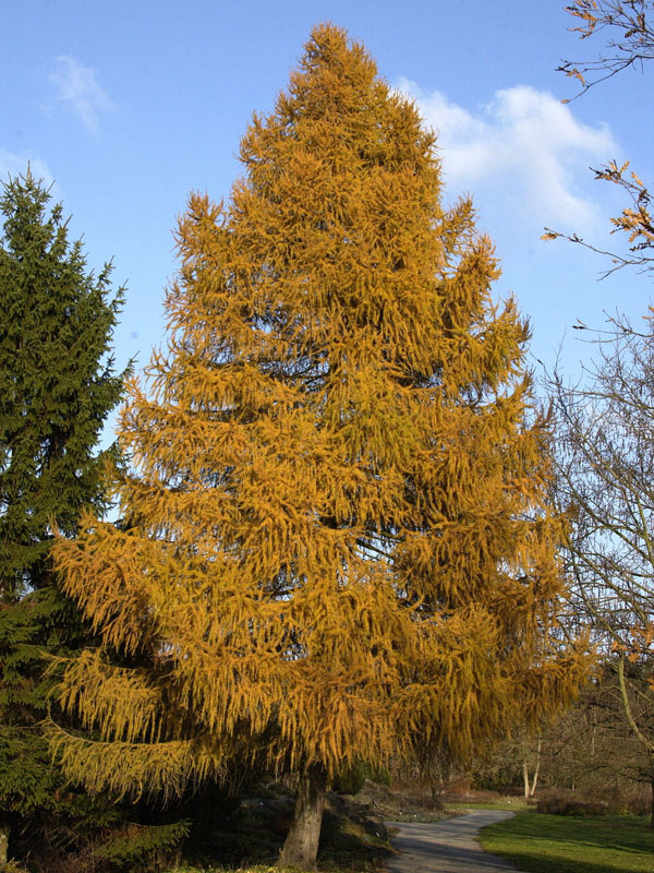 euro-laerche-larix-decidua-3