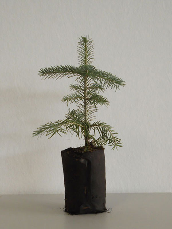 Korktanne im Topf/Erdballen
