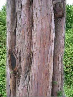 taxus_baccata_forst_j2