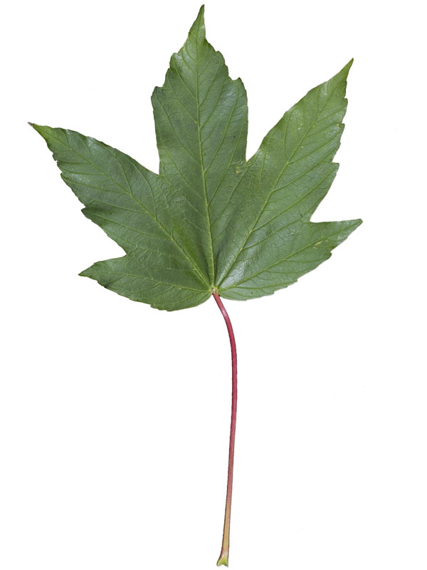 bergahorn-acer-pseudoplatanus-66141bc89263c6