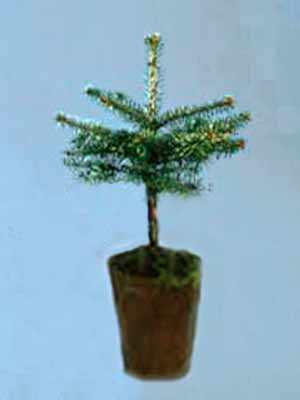 nordmannstanne_tj5559925f50467 Nobilis, Pazifische Edeltanne (Abies procera/nobilis) Nobilis-Tanne