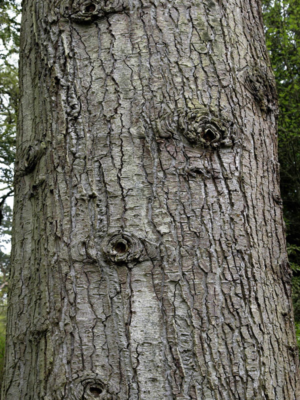 nobilistanne-abies-procera-nobilis-361445cec00acb