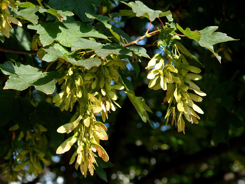 bergahorn-acer-pseudoplatanus-46141bcba4e224