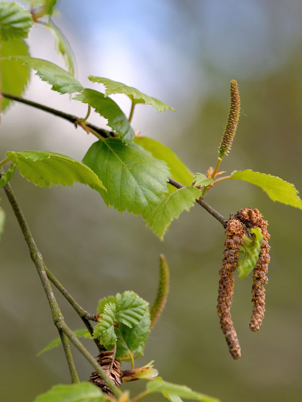 sandbirke-betula-pendula-16142f375b6451 Sandbirke (Betula pendula)