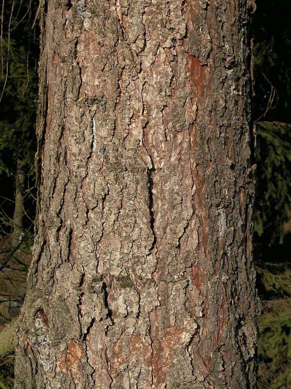 euro-laerche-larix-decidua-5